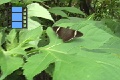 Scene 46b_Cecropterus (HESPERIIDAE) on leaf